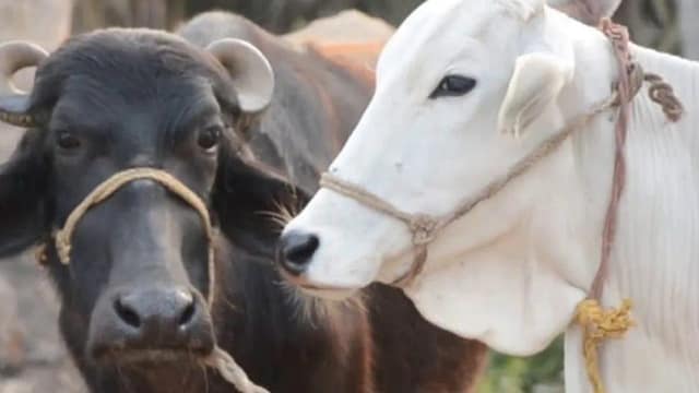 पशुमा रेविज सङ्क्रमण पुष्टि भएपछि खोप अभियान