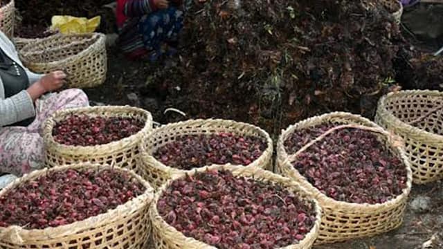 अलैँची निर्यात ६४ प्रतिशतले वृद्धि